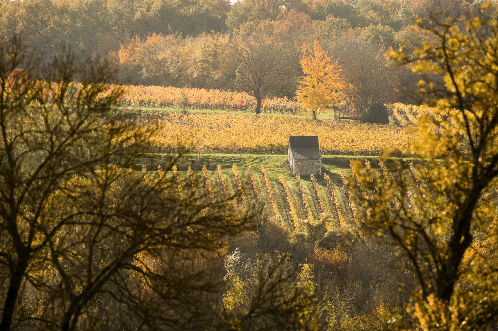 Loge de vignes au milieu du vignoble AOC de Saint-Nicolas-de-Bourgueil © Nicolas Van Ingen / PNR Loire Anjou Touraine
