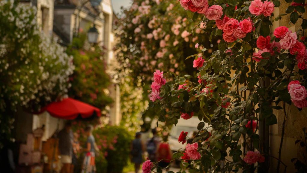 Taille des rosiers du jardin de Chédigny - Conseils - Quand tailler les rosiers et les fleurs de son jardin ?