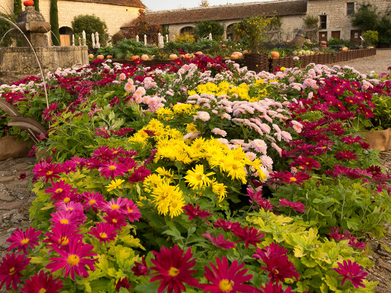 Les fleurs d'automne du château du Rivau : un festival de couleurs !