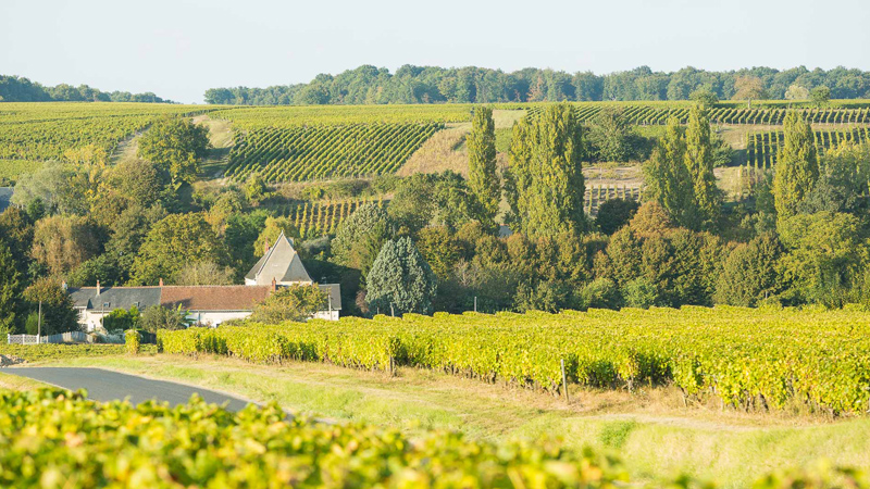 Le vignoble de Vouvray