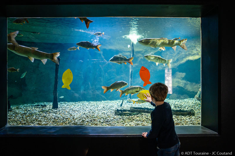 Le Grand Aquarium de Touraine, en Val de Loire. Entre Amboise et Tours, plein de poissons de Loire et des eaux tropicales à voir, et notamment un bassin tactile. Carpes Koï, truites fario, caïmans, requins et autres poissons clowns s'exposent au regard des visiteurs du grand aquarium de Touraine. Adultes comme enfants ont les yeux qui brillent !