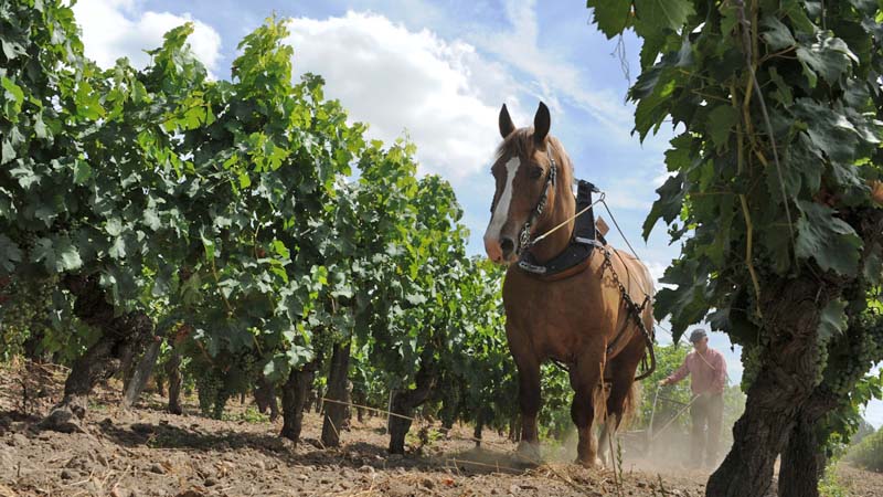 Labour à cheval dans les vignes de Bourgueil