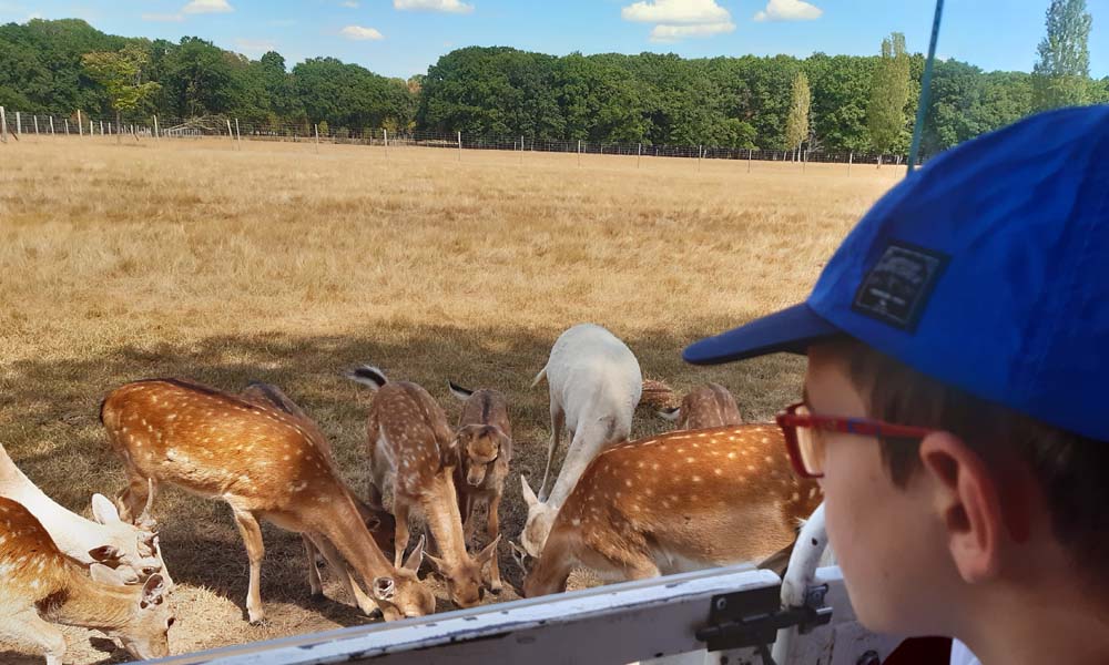 Idée d'anniversaire pour votre enfant près de Tours : une sortie à Autrèche, au nord de l'Indre-et-Loire, dans la réserve de Beaumarchais et ses grands animaux d'élevage, pour un anniversaire au grand air. Une aire de jeux permet de fêter son anniversaire avec les copains et les copines à 2 heures de Paris, en France, sans se soucier de la décoration de la fête.