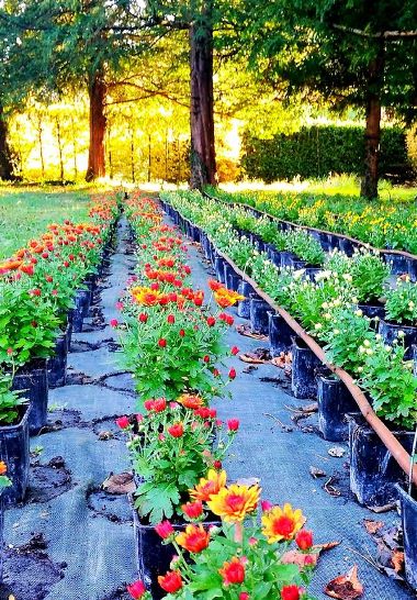 Fleurs d'automne - De nombreuses variétés de bouquets pour le jardin au Rivau. Variété de plante et fleur en pot ou en terre, selon le sol drainé, la hauteur des tiges, la couleur. Livraison selon la liste.