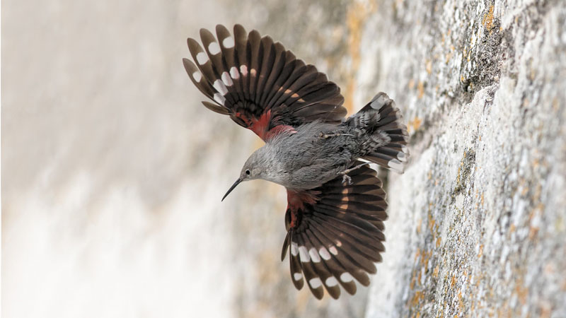 Un tichodrone au château d'Amboise, en Indre-et-Loire, près de Tours. A l'origine du week-end et de la fête de la Saint-Valentin, on cite souvent les oiseaux qui s'apparient pour la vie le 14 février, jour de la mort de Valentin de Terni, saint patron des amoureux. Depuis ces origines, la tradition de la fête de la Saint-Valentin s'est répandue partout dans le monde, y compris en France ! 