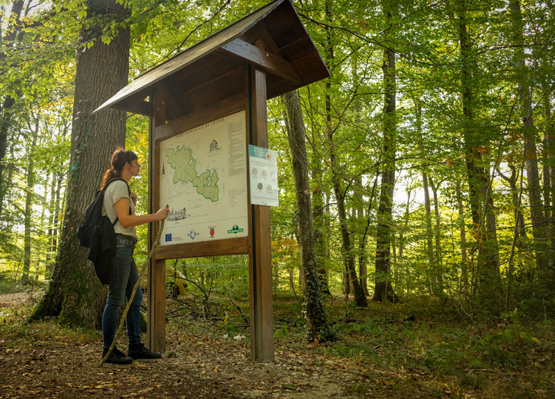 La forêt domaniale de Loches et ses nombreux chênes sessiles est propice à la randonnée pédestre, à l'ombre des arbres.