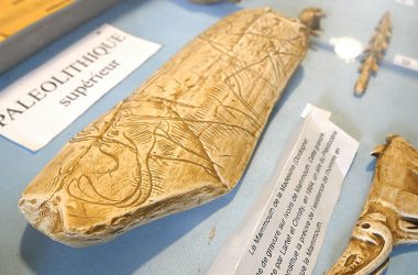 mammouth-gravure-fossile-museesavigneen-credit-otcb