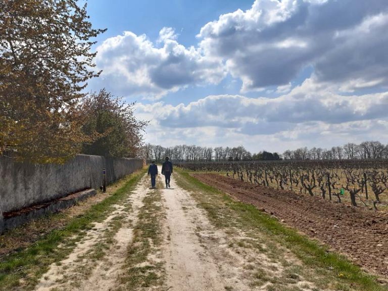 Sentier entre Loire et vignes-1